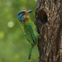 Taiwan Barbet